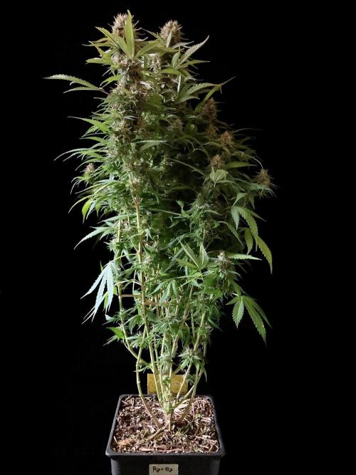 3M 👩 Runtz & Brazil. Week 17