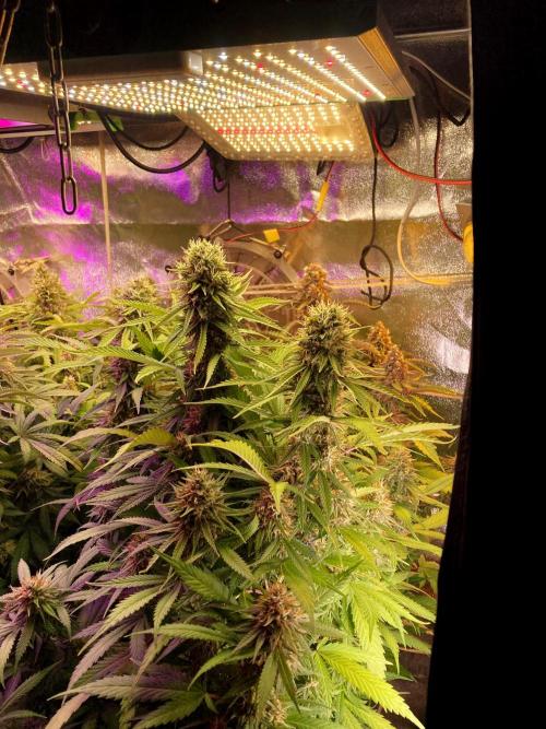 3M 👩 Runtz & Brazil. Week 17