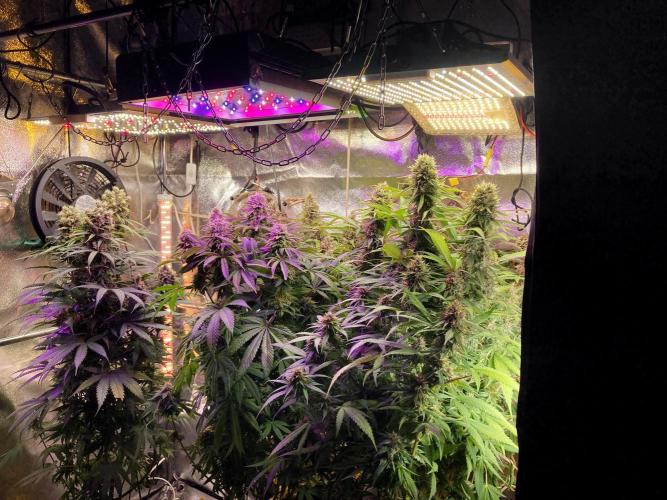 3M 👩 Runtz & Brazil. Week 17