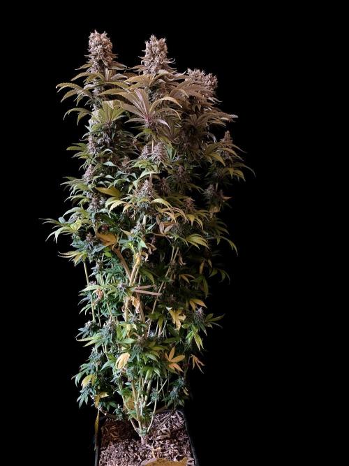3M 🌮 Mexican Rush. Week 17