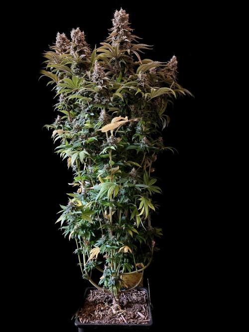 3M 🌮 Mexican Rush. Week 17
