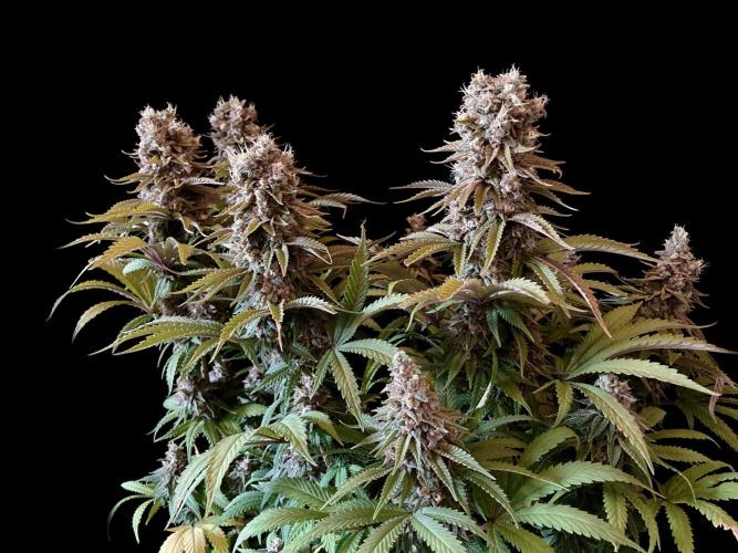 3M 🌮 Mexican Rush. Week 17