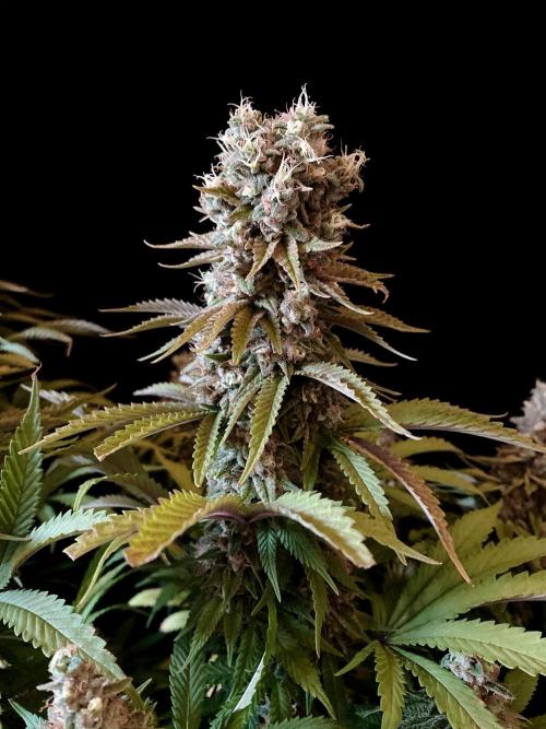 3M 🌮 Mexican Rush. Week 17