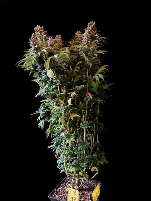 3M 🌮 Mexican Rush. Week 17