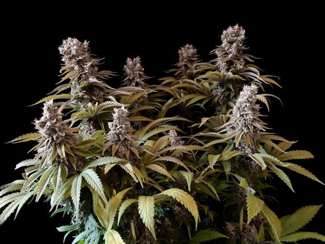 3M 🌮 Mexican Rush. Week 17