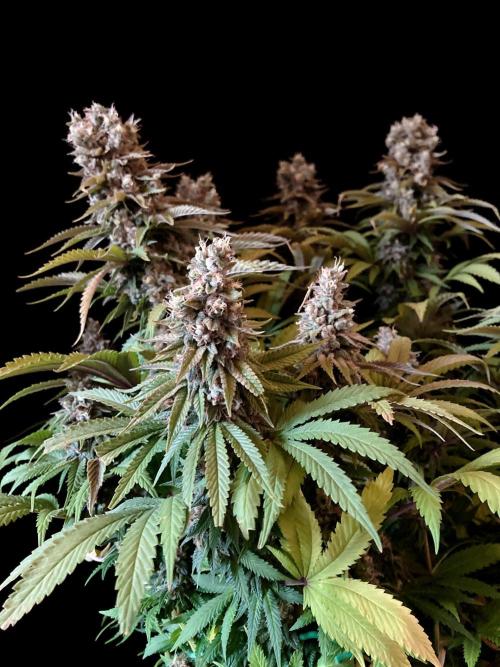 3M 🌮 Mexican Rush. Week 17