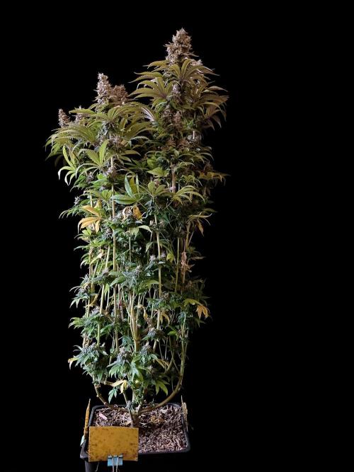 3M 🌮 Mexican Rush. Week 17