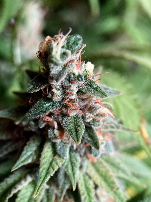 3M 🌮 Mexican Rush. Week 17