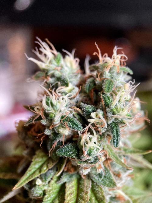 3M 🌮 Mexican Rush. Week 17