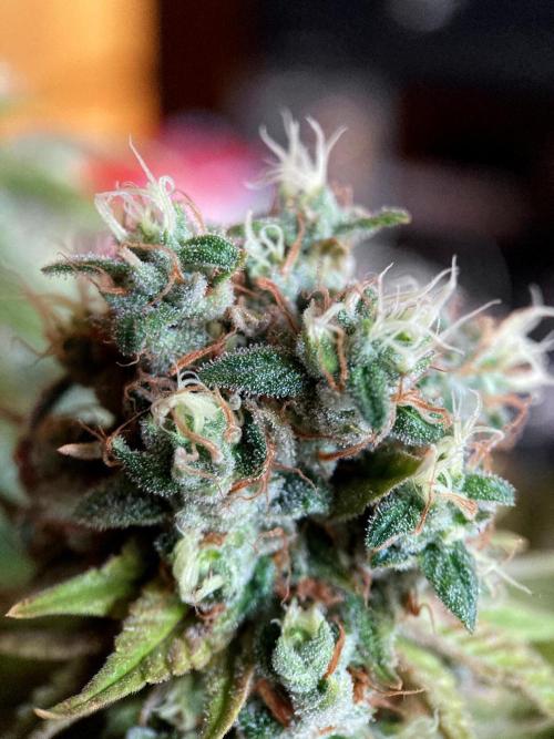 3M 🌮 Mexican Rush. Week 17