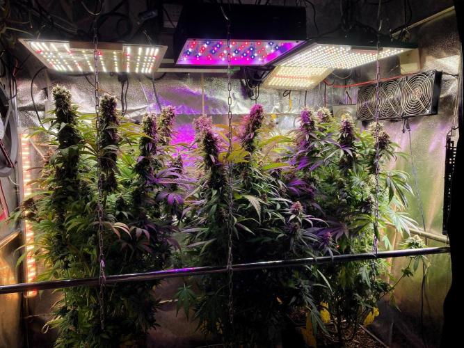Mexican Rush. Week 17