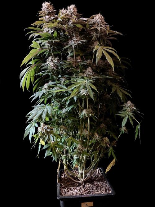 3M 🔺 Tutankhamon. Week 16