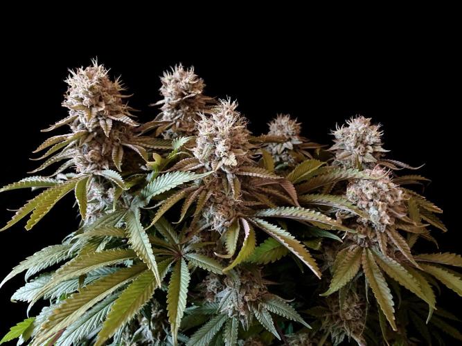3M 🔺 Tutankhamon. Week 16