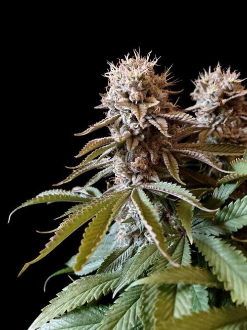 3M 🔺 Tutankhamon. Week 16