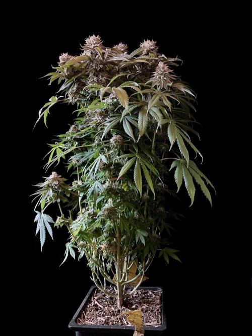 3M 🔺 Tutankhamon. Week 16