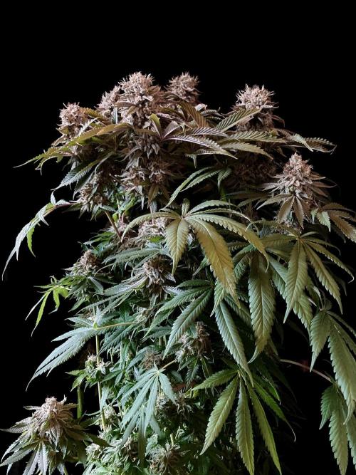 3M 🔺 Tutankhamon. Week 16