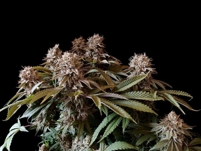 3M 🔺 Tutankhamon. Week 16