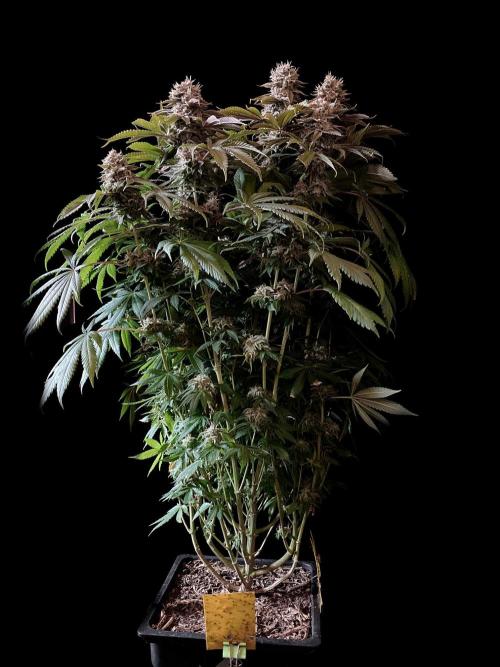 3M 🔺 Tutankhamon. Week 16