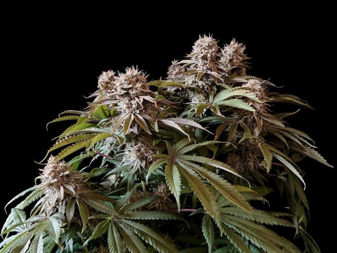 3M 🔺 Tutankhamon. Week 16
