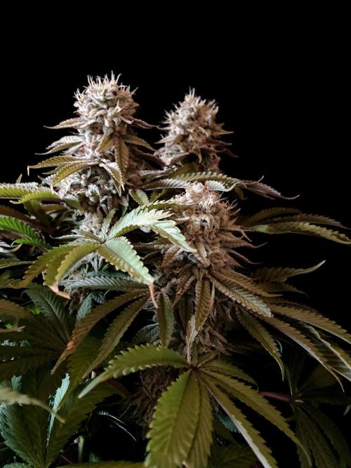 3M 🔺 Tutankhamon. Week 16