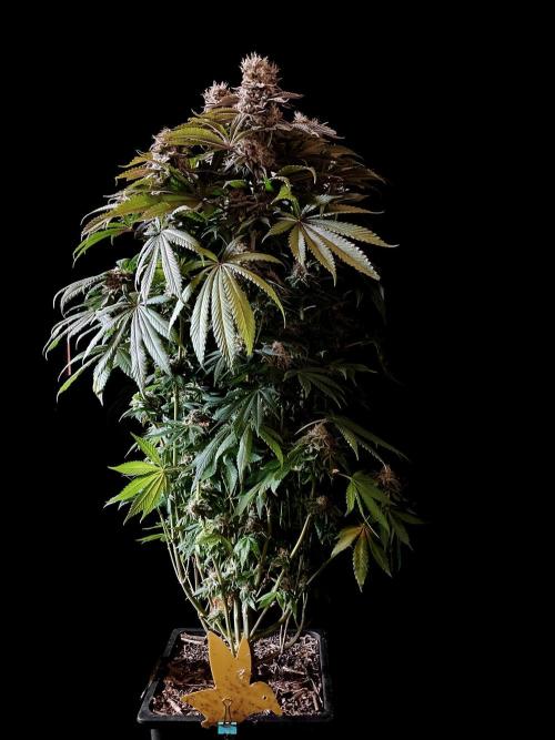 3M 🔺 Tutankhamon. Week 16
