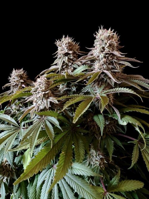 3M 🔺 Tutankhamon. Week 16