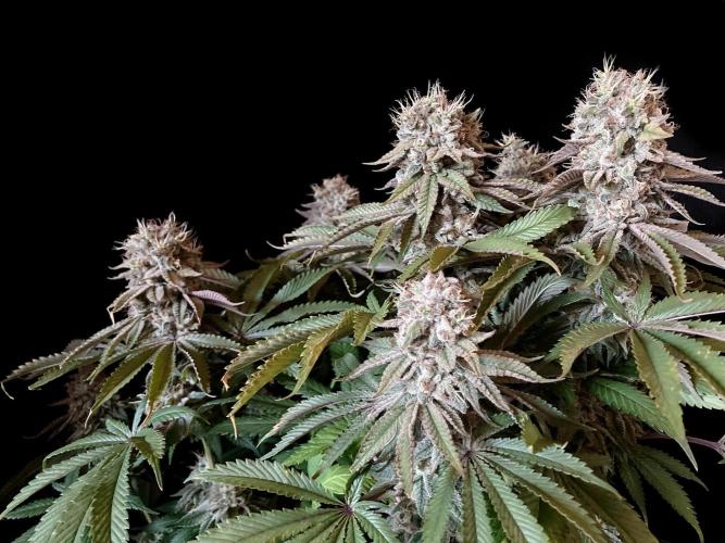 3M 🔺 Tutankhamon. Week 16