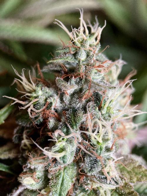 3M 🔺 Tutankhamon. Week 16