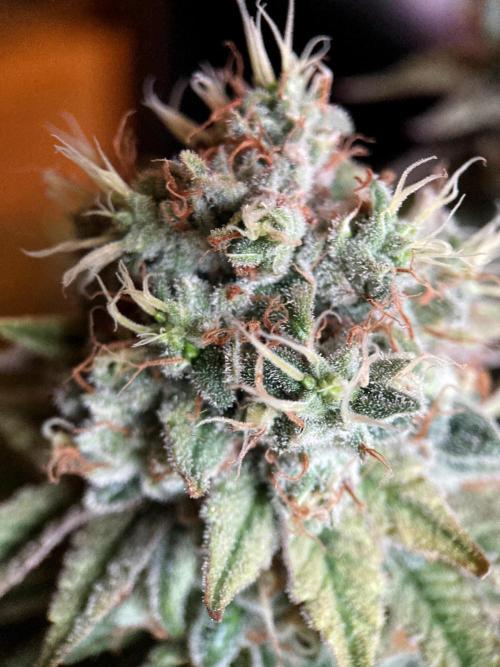 3M 🔺 Tutankhamon. Week 16