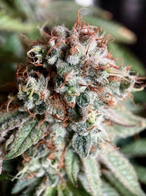 3M 🔺 Tutankhamon. Week 16
