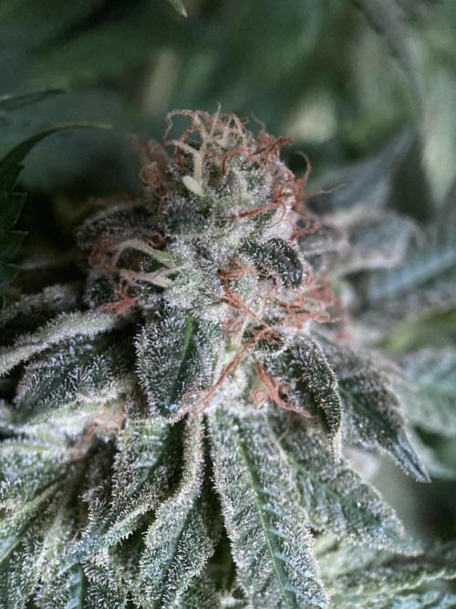 3M 🔺 Tutankhamon. Week 16