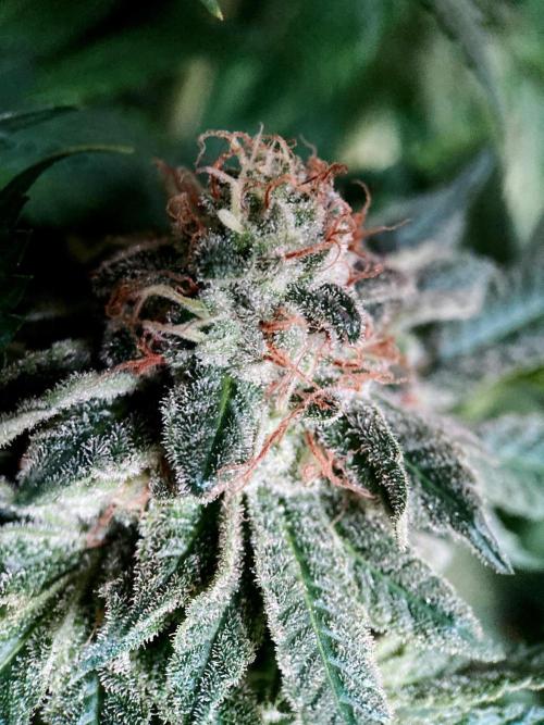 3M 🔺 Tutankhamon. Week 16