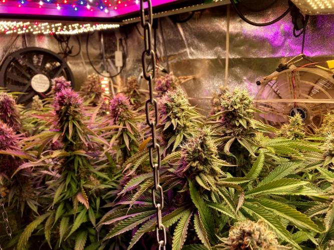 3M 🔺 Tutankhamon. Week 16