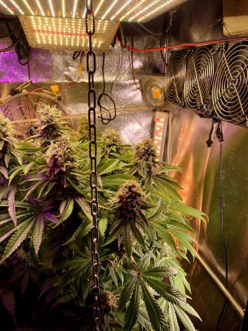 3M 🔺 Tutankhamon. Week 16