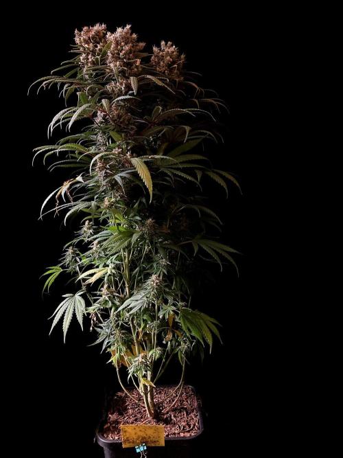 3M 🍁 NL x Thai. Week 15