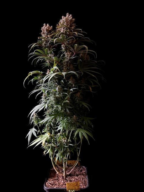 3M 🍁 NL x Thai. Week 15