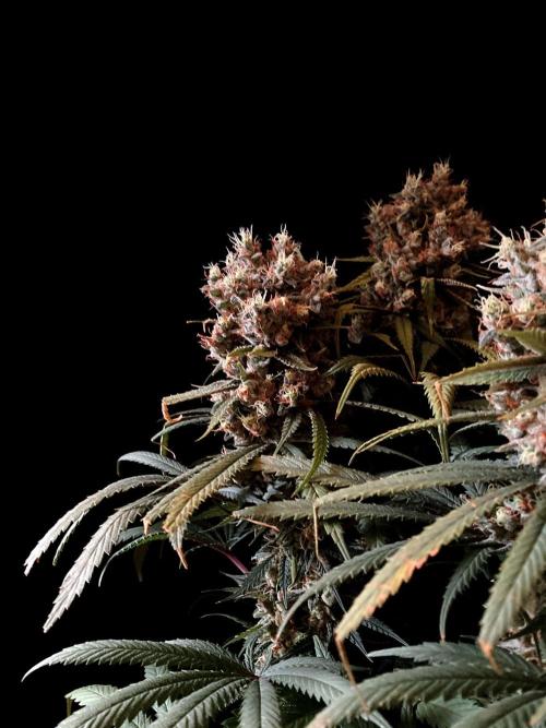 3M 🍁 NL x Thai. Week 15