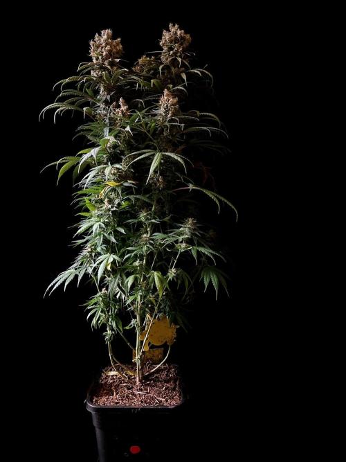 3M 🍁 NL x Thai. Week 15