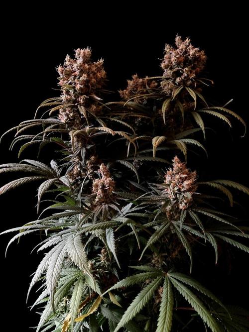 3M 🍁 NL x Thai. Week 15