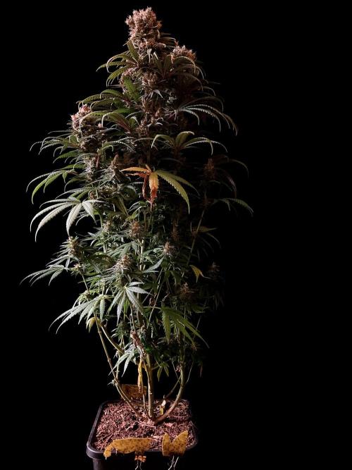 3M 🍁 NL x Thai. Week 15