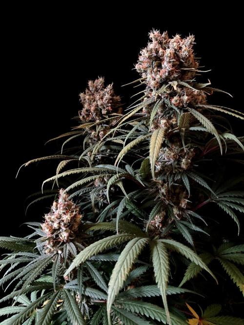 3M 🍁 NL x Thai. Week 15