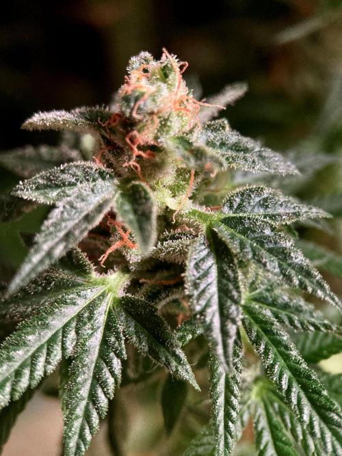 3M 🍁 NL x Thai. Week 15