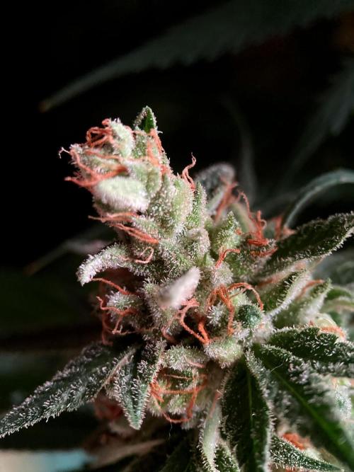 3M 🍁 NL x Thai. Week 15