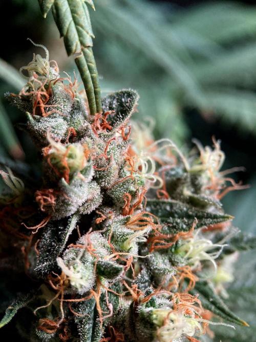 3M 🍁 NL x Thai. Week 15