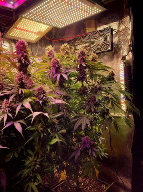 3M 🍁 NL x Thai. Week 15