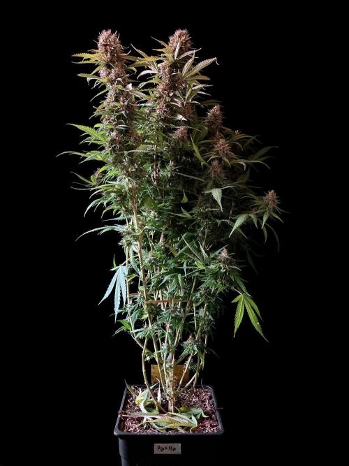 3M 👩 Runtz & Brazil. Week 18