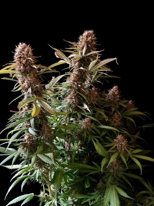 3M 👩 Runtz & Brazil. Week 18