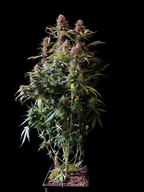 3M 👩 Runtz & Brazil. Week 18