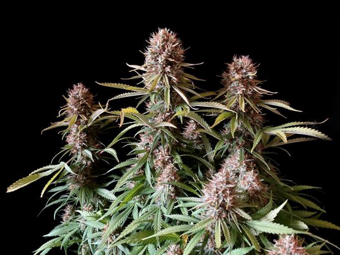 3M 👩 Runtz & Brazil. Week 18