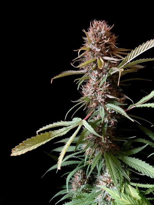 3M 👩 Runtz & Brazil. Week 18